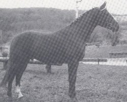 Deckhengst Weingold (Hannoveraner, 1979, von Wirbelwind)