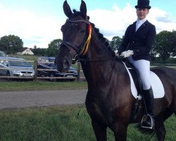 dressage horse Dr. Doodle (Oldenburg, 2008, from Damsey FRH)