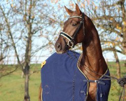 dressage horse Areccio (Württemberger, 2013, from Antango du Feuillard)