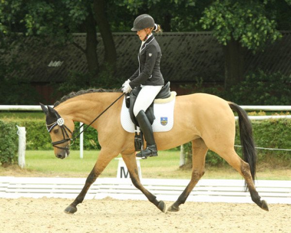 dressage horse Double Dash (German Riding Pony, 2004, from Danny Gold)