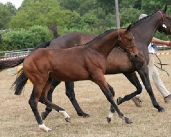 broodmare America Mail (Selle Français, 2010, from Utrillo van de Heffinck)