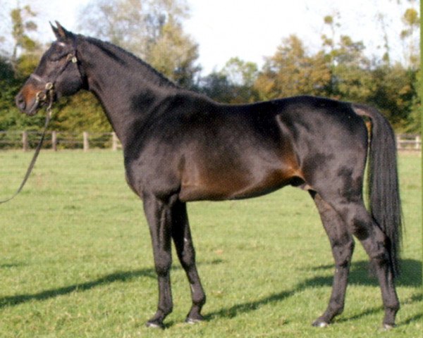 stallion Non Plus Ultra III (Oldenburg, 1994, from Nimmerdor)