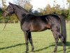 stallion Non Plus Ultra III (Oldenburg, 1994, from Nimmerdor)