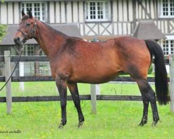 broodmare Liberty Mail (Selle Français, 1999, from Rubloff xx)