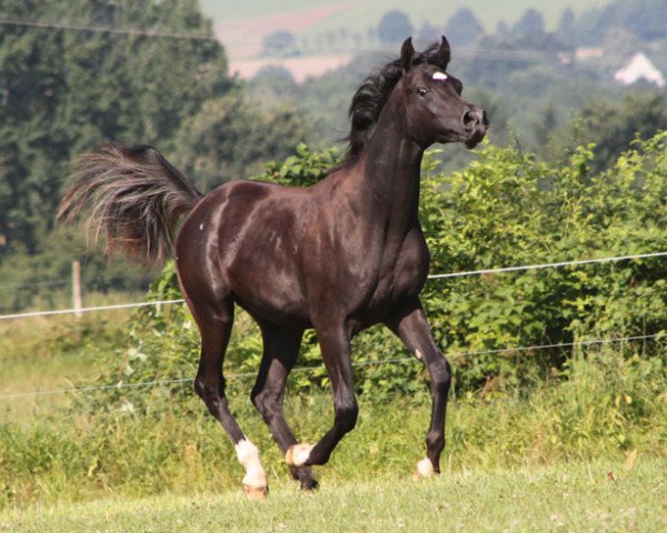 stallion GH Bouhum (Arabian thoroughbred, 2015, from Black Diamond ox)