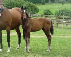 broodmare Chiara Mail (Selle Français, 2012, from Utrillo van de Heffinck)