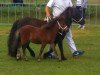 Zuchtstute Rastrona van 't Stalletje op D'eul (Shetland Pony, 2001, von Ferdinand van Stal de Dwarsdijk)