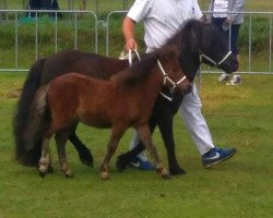 Zuchtstute Rastrona van 't Stalletje op D'eul (Shetland Pony, 2001, von Ferdinand van Stal de Dwarsdijk)