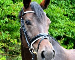 broodmare Finesse (Hessian Warmblood, 2006, from Fürstenreich)