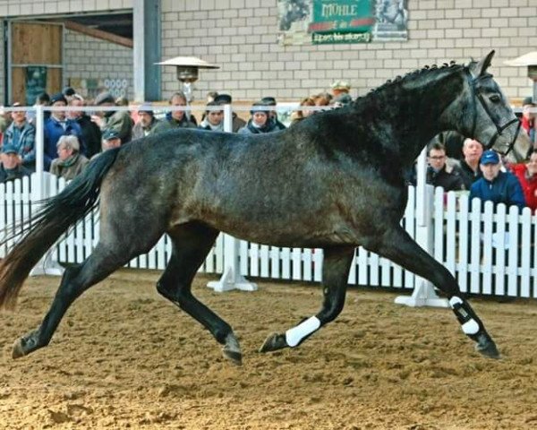 broodmare Celina, Classe x Canterbury (Oldenburg show jumper, 2013, from Classe VDL)