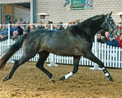 Zuchtstute Celina, Classe x Canterbury (Oldenburger Springpferd, 2013, von Classe VDL)