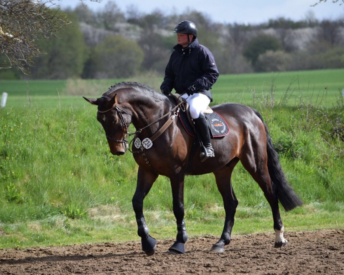 Springpferd Vayron 2 (Oldenburger, 2011, von Van Helsing)