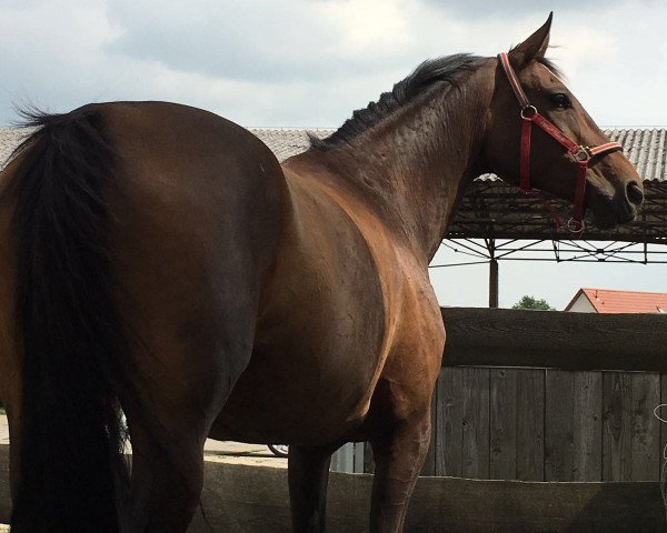 broodmare Windira (Mecklenburg, 2007, from Wind Dancer)