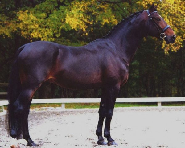 stallion Bolero (Swedish Warmblood, 1991, from Bernstein)