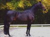 stallion Bolero (Swedish Warmblood, 1991, from Bernstein)