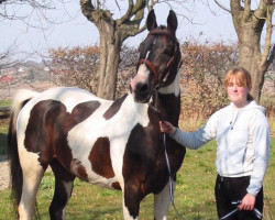 stallion Kaschmir (Pinto / Hunter, 1985, from Karabin)