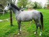 broodmare Chandelia (Oldenburg show jumper, 2011, from Corlensky G)