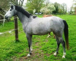 jumper Chandelia (Oldenburger Springpferd, 2011, from Corlensky G)