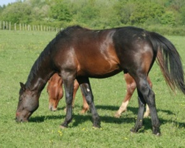 horse Brentor Mail (Selle Français, 2011, from Quality Touch Z)