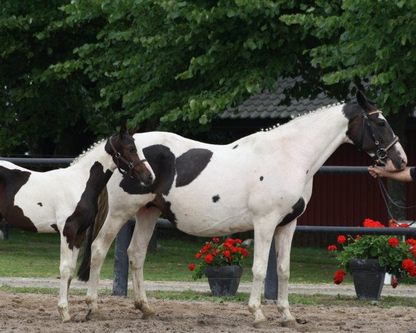 broodmare Margherita (German Warmblood, 1996, from Ilasso)