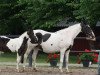 broodmare Margherita (German Warmblood, 1996, from Ilasso)