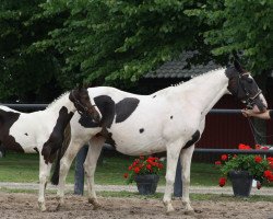 Pferd Margherita (Deutsches Reitpferd, 1996, von Ilasso)