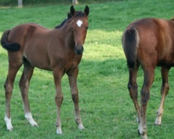 broodmare Bonita Mail (Selle Français, 2011, from Quality Touch Z)