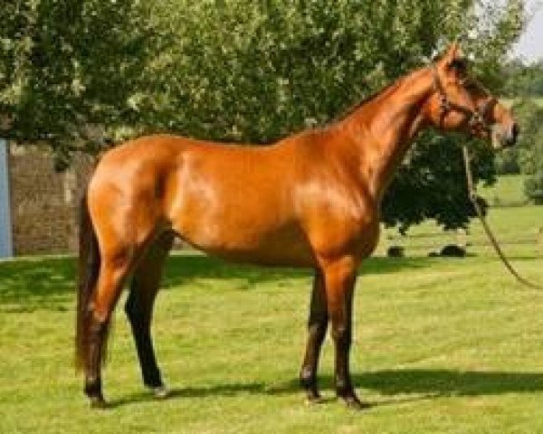 broodmare Balantyna Mail (Selle Français, 2011, from Quality Touch Z)