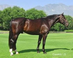 stallion Casaldo LS (Mexican Riding Horse, 2009, from Casall)