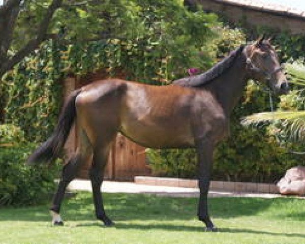 horse Casablanca SM (Mexican Riding Horse, 2014, from Casaldo LS)