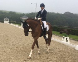 dressage horse Don Balou 3 (Hanoverian, 2012, from Destano)