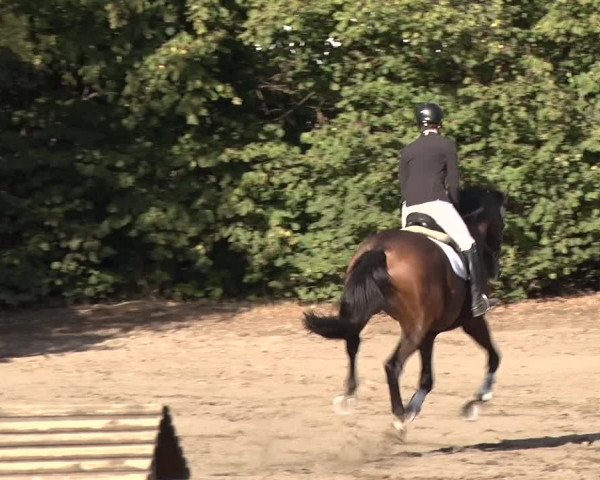 Reitturnier Berlin-Rudow 2019