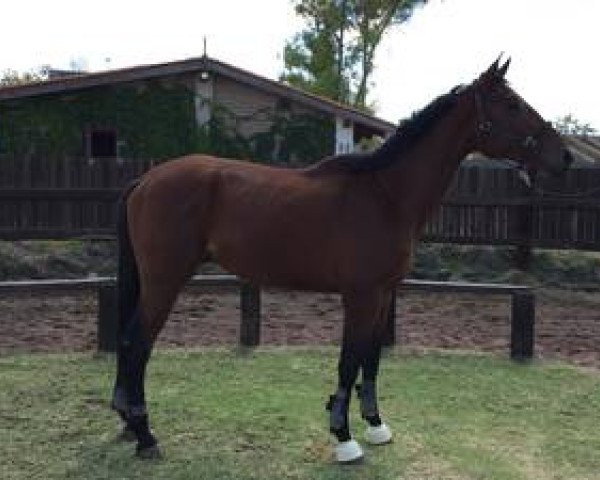 horse Quality SM (Mexican Riding Horse, 2012, from Quality Touch Z)