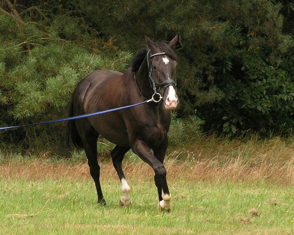 horse Leonidas 104 (Mecklenburg, 2004, from Ladinor)