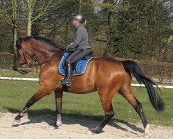 Springpferd Casanova Di Calido (Luxemburgisches Reitpferd, 2008, von Calido I)