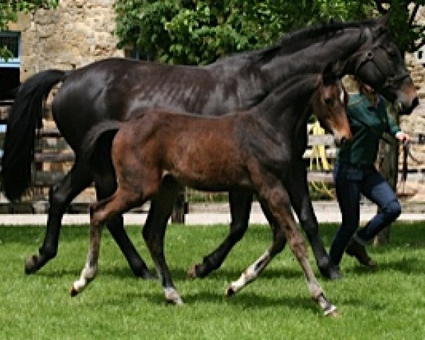 broodmare Douma Mail (Selle Français, 2013, from Stakkato)