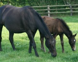 horse Bessora Mail (Selle Français, 2011, from Iowa)