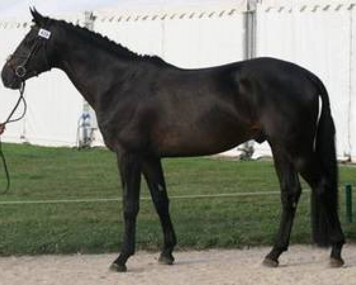 stallion Tresor Mail (Selle Français, 2007, from Jaguar Mail)