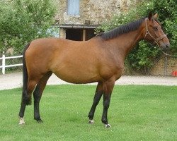 broodmare Nana Mail (Selle Français, 2001, from Animo)