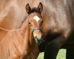 broodmare Vogue Mail (Selle Français, 2009, from Alligator Fontaine)