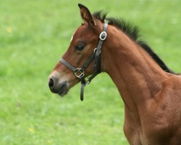 horse Uccello Mail (Selle Français, 2008, from Quality Touch Z)