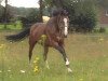 broodmare Granny-Sue S (Westphalian, 1999, from Grossadmiral)