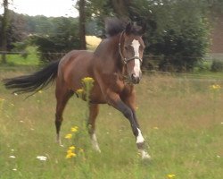 broodmare Granny-Sue S (Westphalian, 1999, from Grossadmiral)