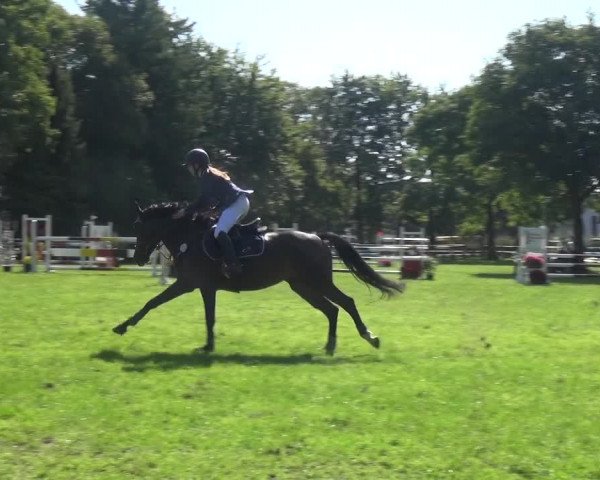 Reitturnier Würselen-Pley 2019