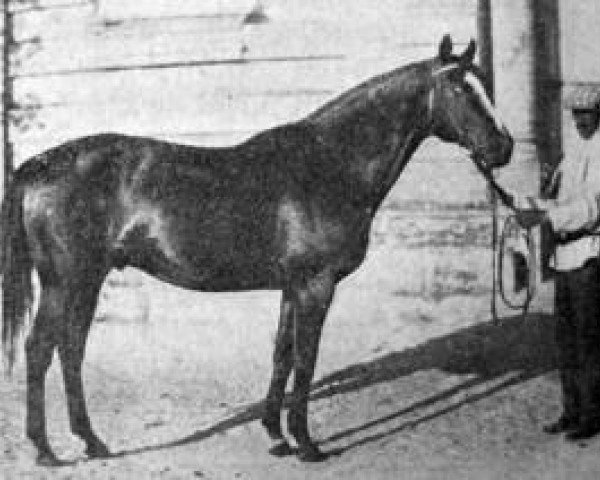 stallion Sirocco xx (Thoroughbred, 1915, from Cicero xx)