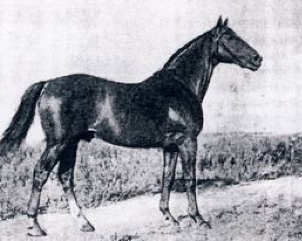 stallion Glagol xx (Thoroughbred, 1937, from Granit II xx)