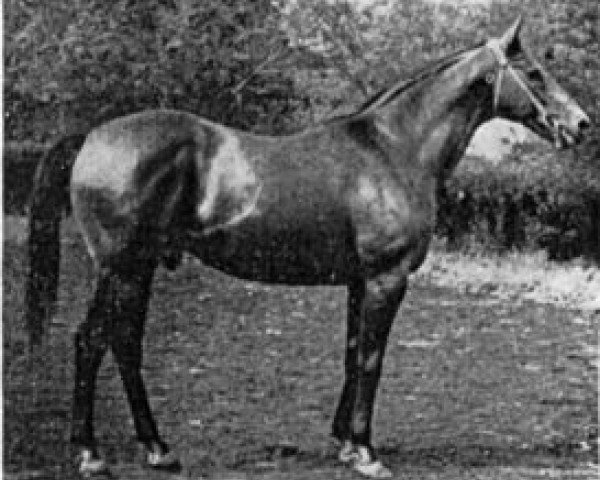 stallion Gudson xx (Thoroughbred, 1960, from Dersky xx)