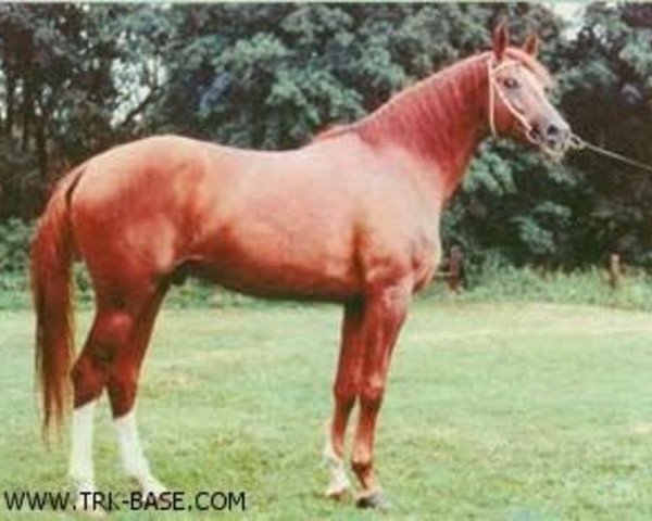 stallion Obvod (Russian Trakehner, 1974, from Vichodez)