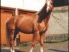 stallion My Boy (Tscheche) (Czech Warmblood, 1985, from Obvod)