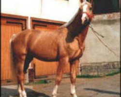 Deckhengst My Boy (Tscheche) (Tschechisches Warmblut, 1985, von Obvod)